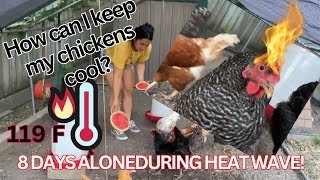 HOW TO KEEP CHICKENS COOL IN THE TEXAS HEAT ❤️‍🔥