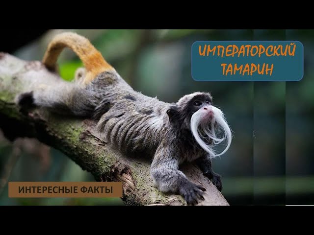 ИМПЕРАТОРСКИЙ ТАМАРИН🐒/Приматы/Животные/Интересные факты
