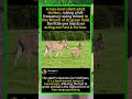 🐴 Fast & Furious Baby Donkey! Adult Donkey's "Free-Range" Parenting 🌿 #MiniDonkey #FunnyAnimals