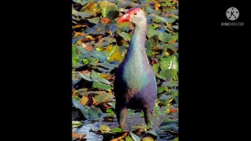 file trích cồ bao chuẩn