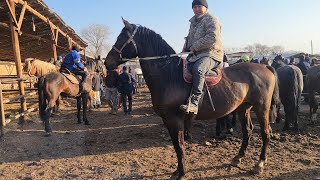 КАЗАХСКИЙ СКОТНЫЙ РЫНОК МЕРКЕ - получил копытом и купил коня