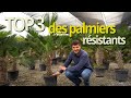 Top 3 des palmiers rsistants au froid et  la scheresse 