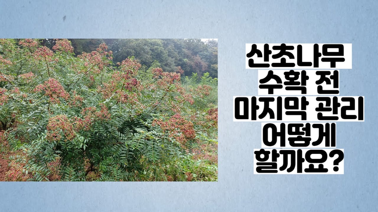 산초열매 다수확을 위한 수확전 산초나무 필수 체크사항 - 국내유일 유기농 산초기름 생산하는 화전민산초 산초박 - YouTube