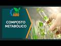 Algas marinhas tornam plantas mais resistentes à seca