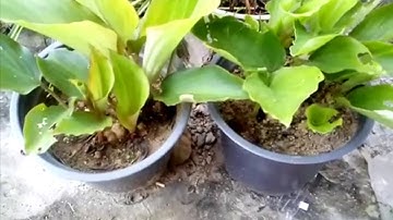 Ngai den  - ngãi đen trị ung thư cứu tinh của nhiều người