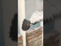 কবুতর উড়া শিখেছে কিন্তু খাওয়া শিখেনি #pigeon