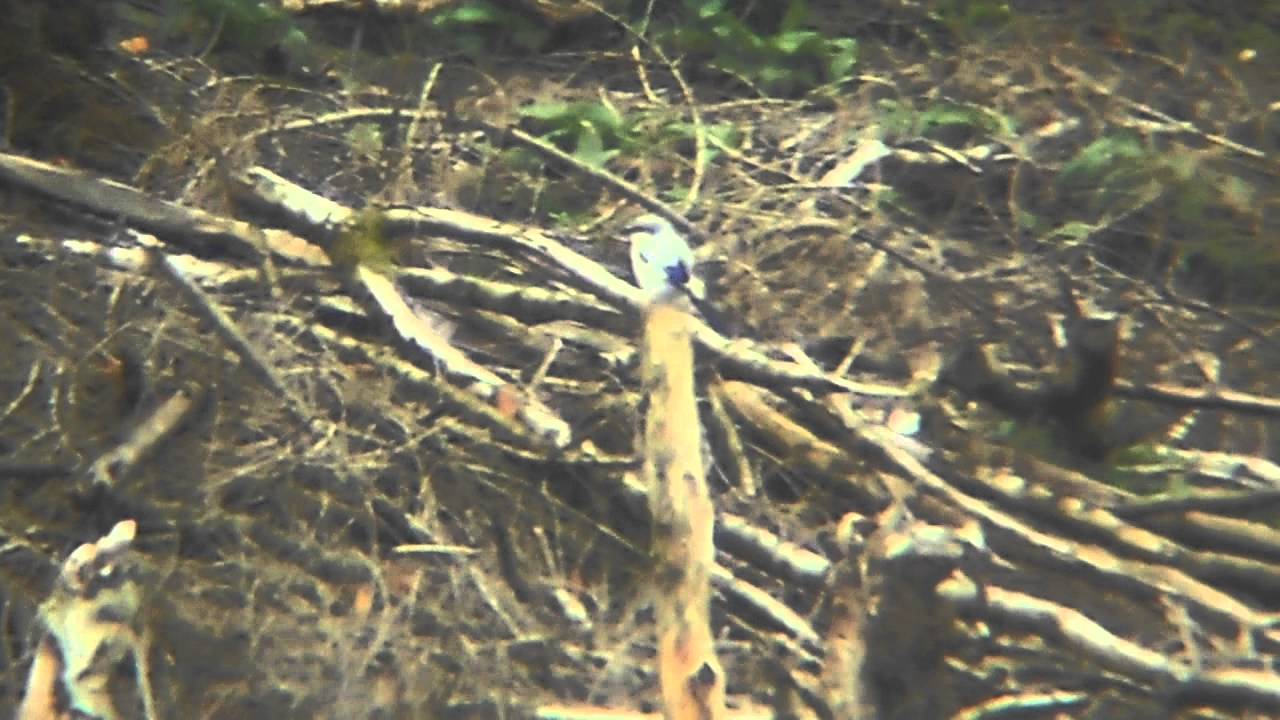 photography en español Great-Grey Shrike