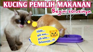 MUDAH CARA MENGATASI KUCING YANG PEMILIH DENGAN MAKANANNYA||Cuma mau makan Basah