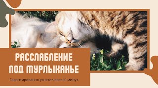 Самое приятное мурлыканье кошки для моментального расслабления/cat purr for instant relaxation by Relaxation for you 100 views 2 years ago 1 hour, 22 minutes