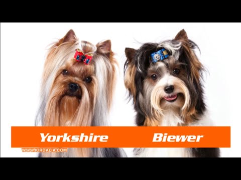 Video: La diferencia entre Biewer y Parti Yorkshire Terriers