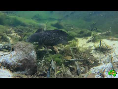 Eel-tailed Catfish (Tandanus tandanus) Guarding it's eggs Searys Creek Queensland Australia.