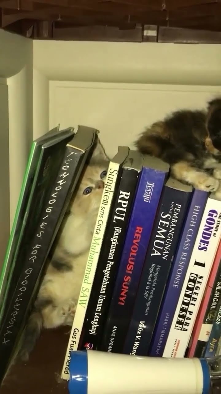 Kittyo drowning in some books on New Year’s Eve