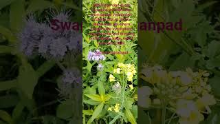 Alle Dinge sind durch Ursache und Wirkung miteinander verbunden.../ Swami Prajnanpad