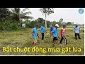 836 | Bắt chuột đồng mùa gặt lúa về chiên giòn | Mouse