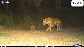 kolithmara tiger video