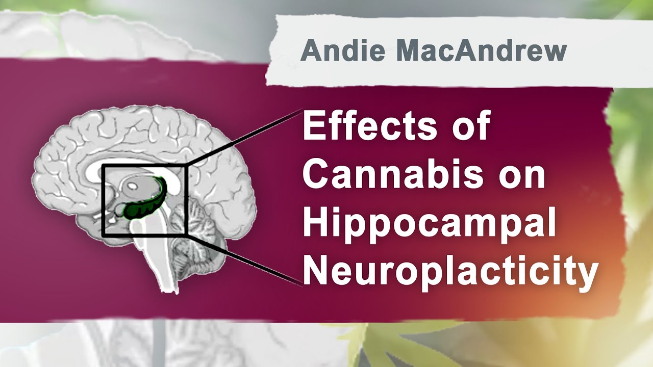 Andie MacAndrew - Effects of cannabis on hippocampal neuroplacticity