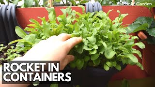 How To Grow Rocket In Containers From Seed! Balcony Gardening | Balconia Garden