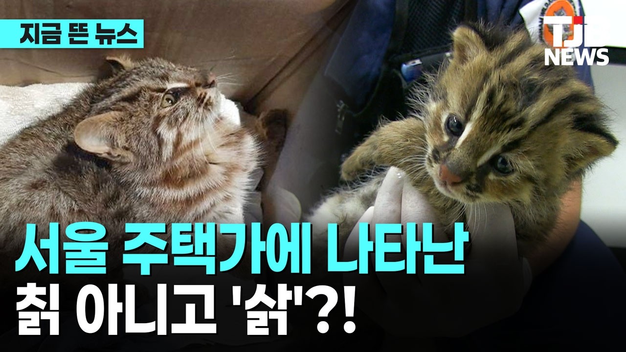 서울 주택가에 나타난 칡 아니고 '삵'?!| TJB 대전·세종·충남뉴스