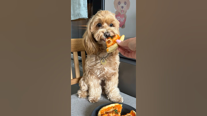 LA MAMMA HA CUCINATO LA PIZZA 🍕 #dogsofyoutube  #dogrecipes  #maltipoo