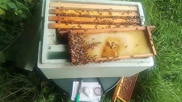 What happened when eggs are added to Queenless nucs
