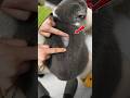 ¡Pelaje Mágico de Gato 😱🐱 #catsoftiktok #catlove #cat #funnycats #fyp