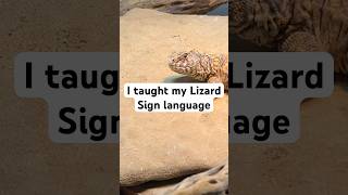 Teaching Lizard Sign Language π€