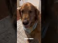 Try Not To Laugh At This Funny Dog Compilation 🐶 (Impossible Challenge) #shorts