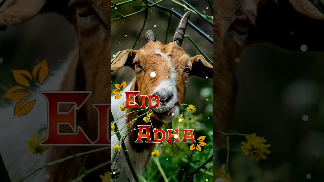 coming soon bakra eid special day|| Eid ul adha Mubarak WhatsApp status new 2023••