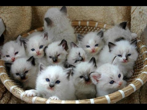 Embarazo, gestación y celo de los gatos ¿cuánto dura la gestación  de una gata? - SUB