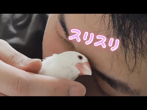 【白文鳥】飼い主にべったりな文鳥　すず【Java sparrow】