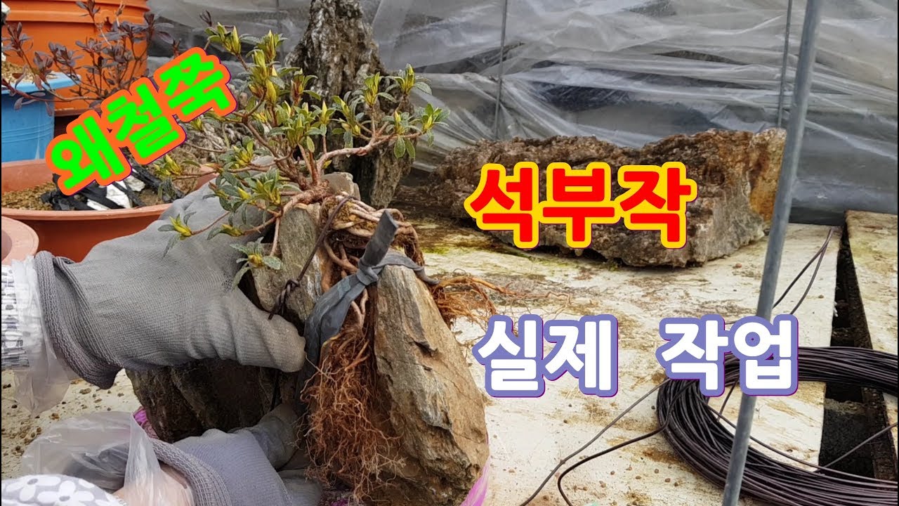 석부작 만드는법 왜철쭉 돌붙임