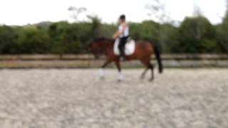 Pixie Pony for sale