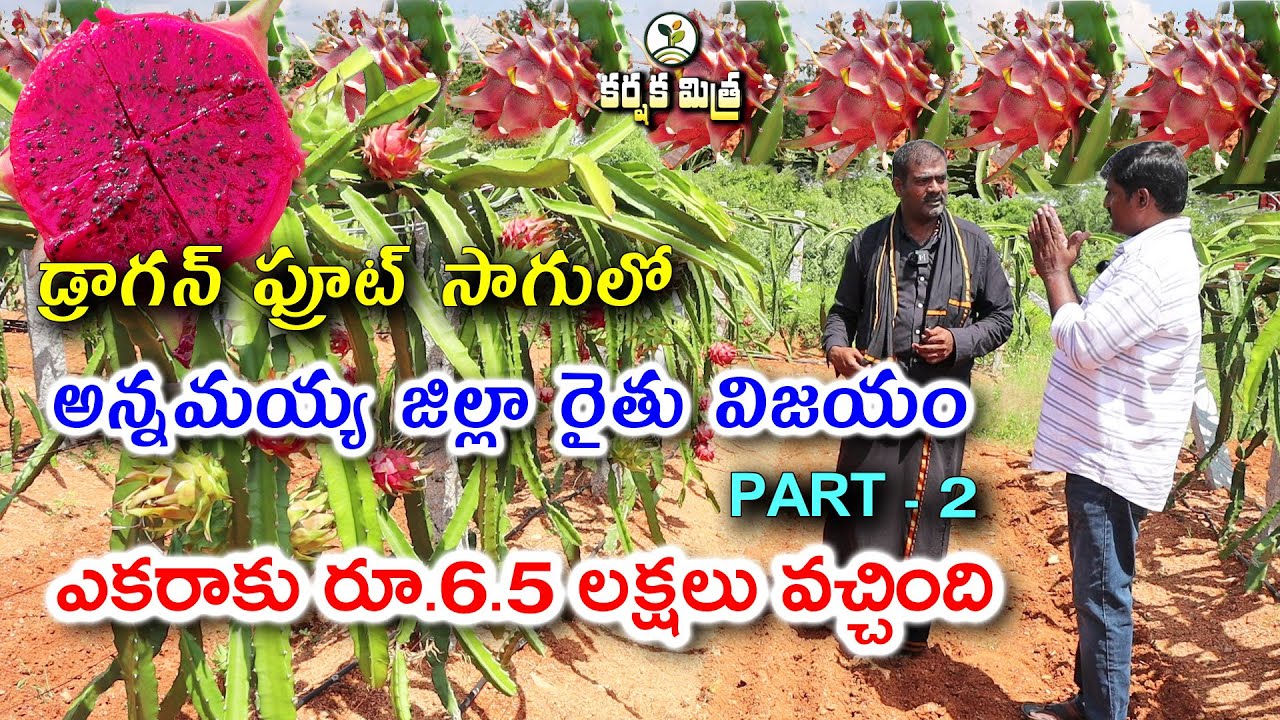 డ్రాగన్ ఫ్రూట్ లో రెండవ ఏడాది రూ. 6.5 లక్షలు వచ్చింది|| Dragon Fruit Farming Part 2 ||Karshaka Mitra