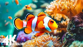 Aquarium 4K VIDEO (ULTRA HD) - Relaxing Music with Beautiful Coral Reef Fish - Relaxing Oceanscapes