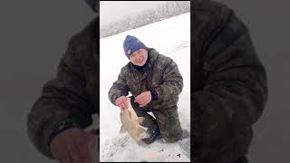 Ловля Леща На Комбайны #Shortvideo #Short #Shorts #Зимняярыбалка #Ловлялеща #Рыбалканакомбайны