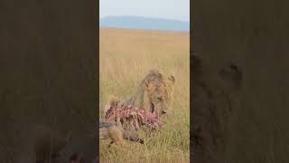 Lions vs. Jackal: Jackal Tries 🐺🦁 #wildlife #shortsafrica #animal #masaimara #kenya