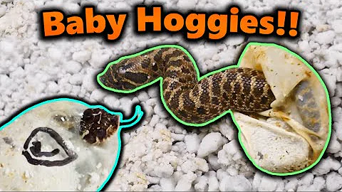 Really Cool Hognose Snakes Hatching!