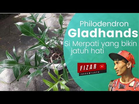 Mengenal Philodendron Gladhands "SANG MERPATI" Tanaman Hias