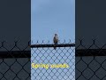 #birds 2026