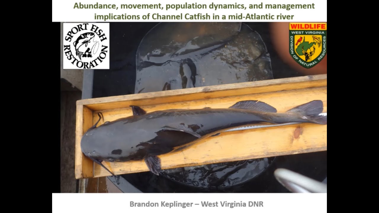 Keplinger- Channel Catfish population assessment in a low-mod gradient, clear, Mid-Atlantic stream