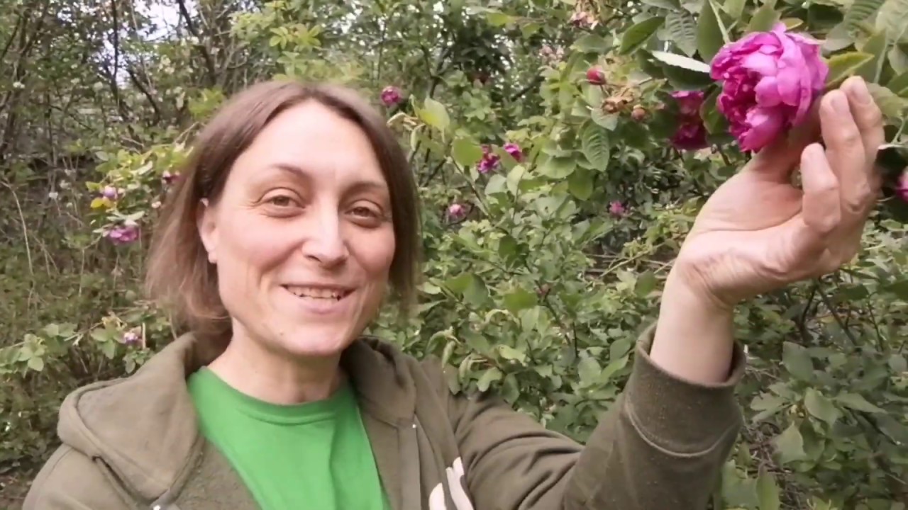 Ce poți face cu trandafirul de dulceață?