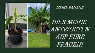 meine Banane die musa basjoo