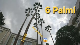 Washingtonia palm triming/Palme krive zarasle visoke preko 20m a oluja se sprema