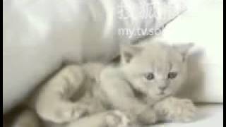 1805super cute cat, you also love