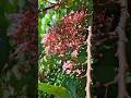 Bunga belimbing disukai lebah, mirip bunga sakura #shorts #flowers #bee #sakura #bunga #garden