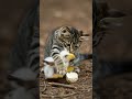 A Kitten’s Unexpected Reaction to a Fluffy Surprise That Made Everyone Smile #cute #kitten #fluffy