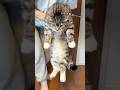 やんちゃ猫vs魔法のチョッキでお風呂トレーニングをしたら無関係なりっちゃんがシャー🤣🤣🤣 #猫