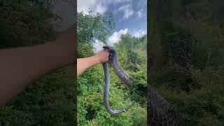 Snake's Defensive Reaction Caught Up-Close