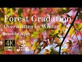 【Forest Gradation】Overwritten by Winter Soothing Moments: BGM & BGV