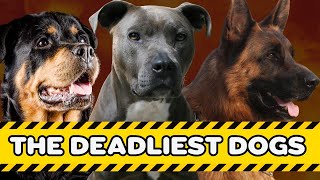 THE 10 MOST DANGEROUS DOG BREEDS (NUMBER OF DEATHS)